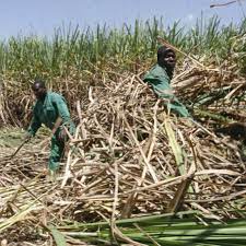 sugar-cane-farm-labourers 2