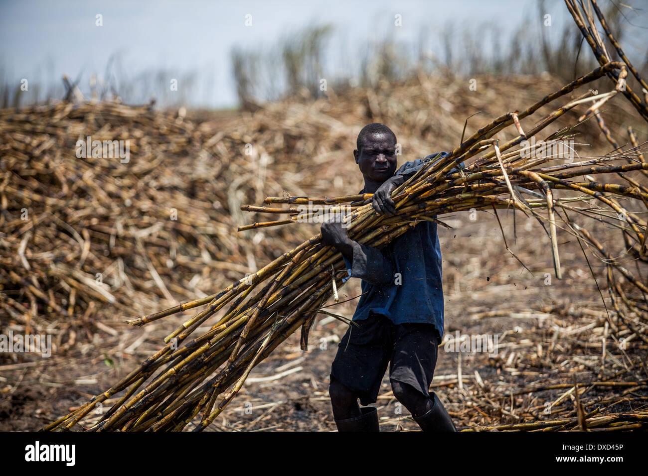 sugar-cane-farm-labourers